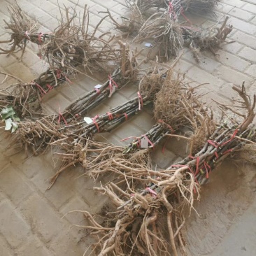 洛阳牡丹重瓣多层分株苗