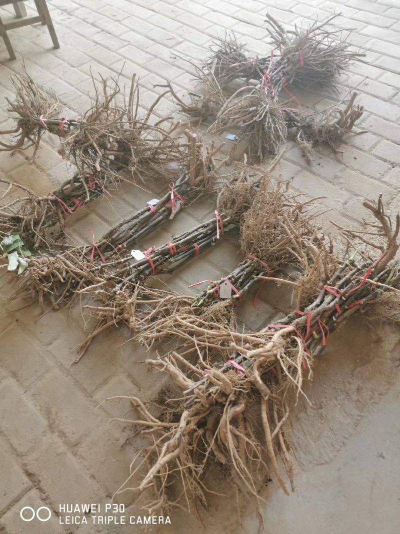 洛阳牡丹重瓣多层分株苗
