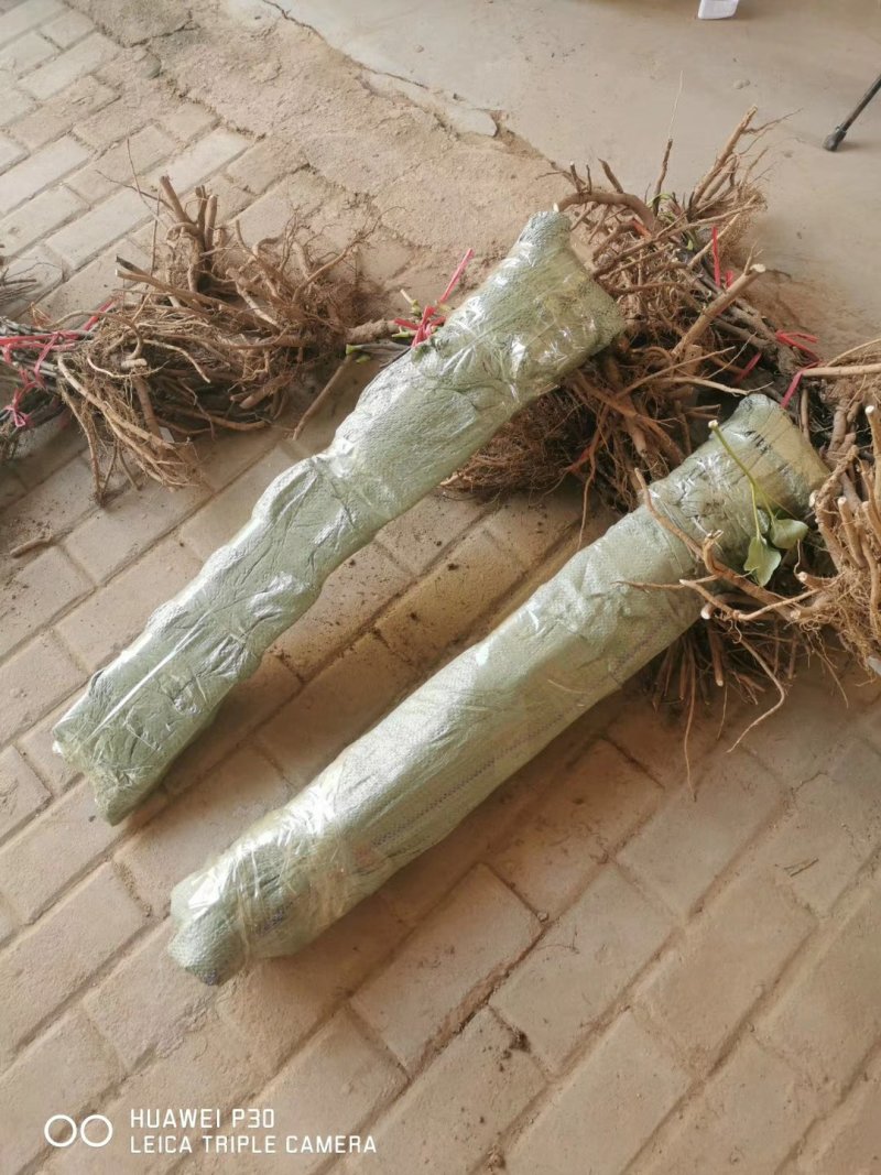 洛阳牡丹重瓣多层分株苗