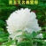 洛阳牡丹重瓣多层分株苗