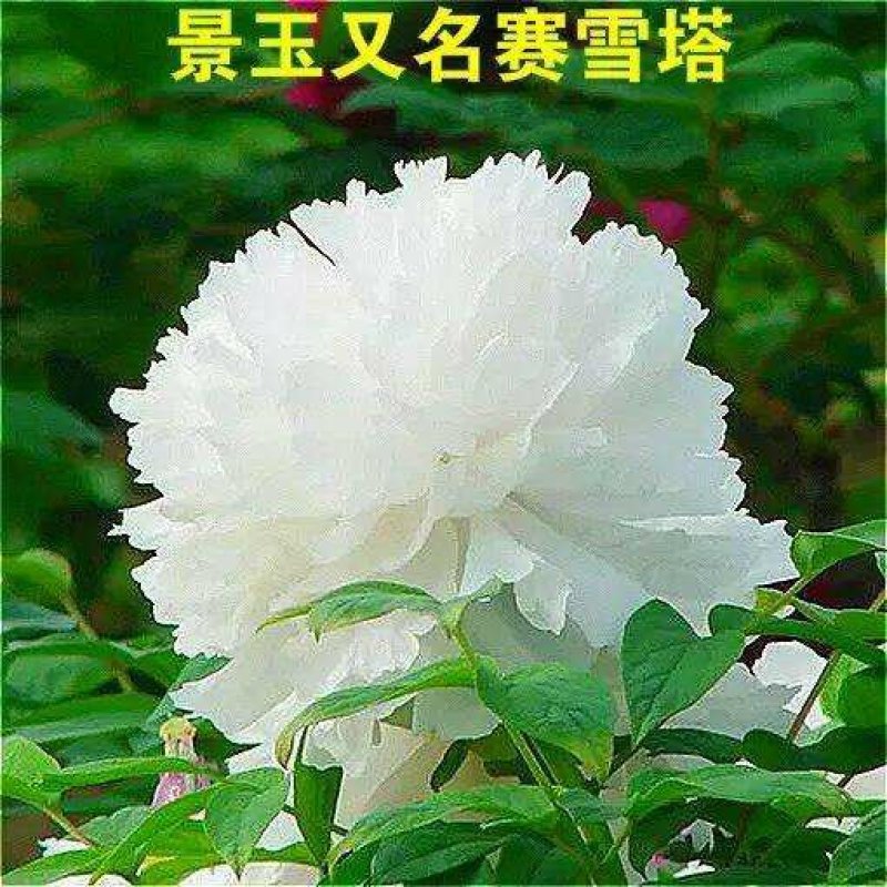 洛阳牡丹重瓣多层分株苗