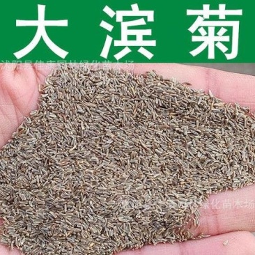 大滨菊种子