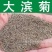 大滨菊种子