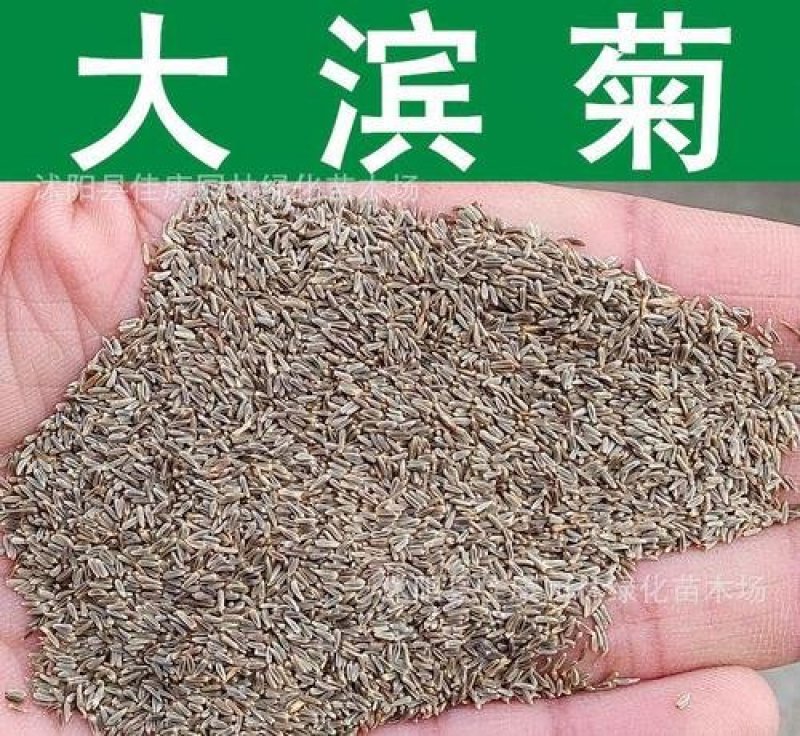 大滨菊种子