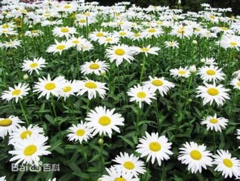 大滨菊种子