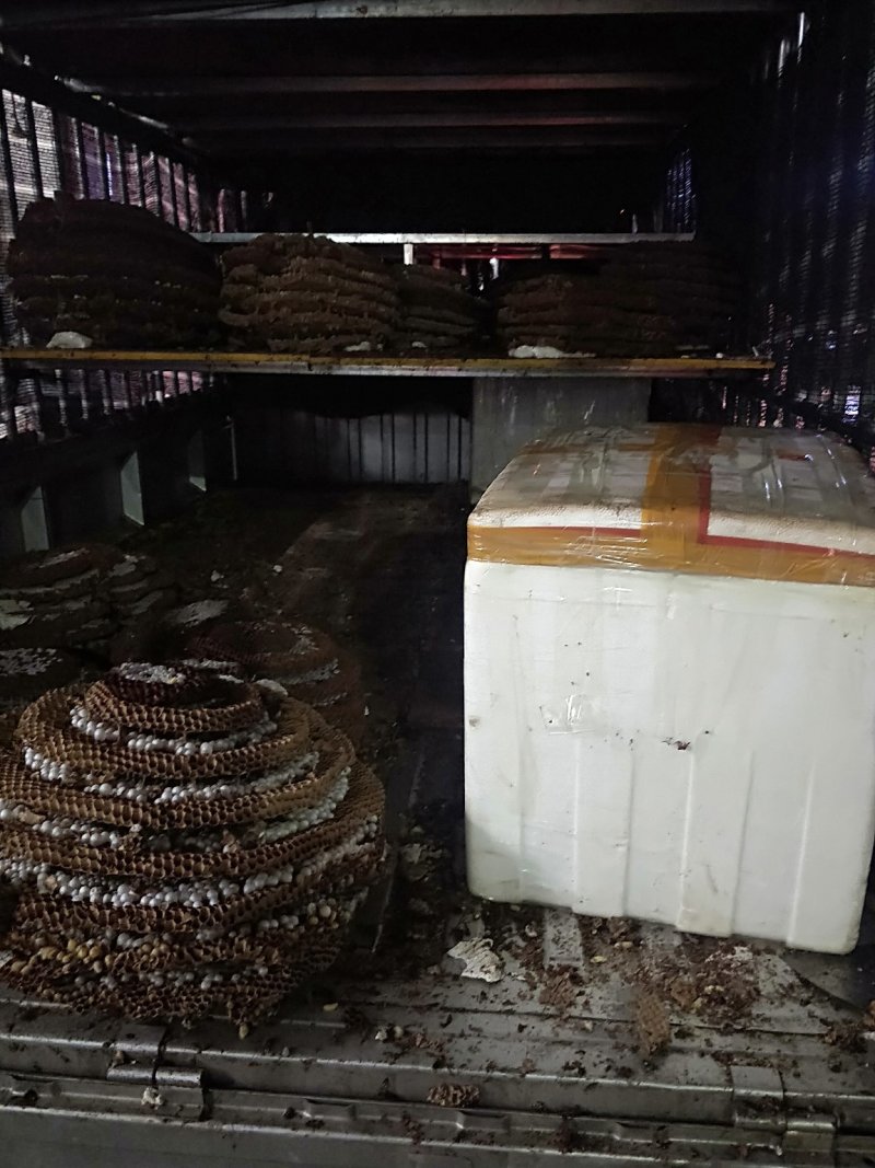 蜂蛹树蜂地雷锋黄蜂黑尾带巢活蜂熟冻蜂蛹野生蜂蛹