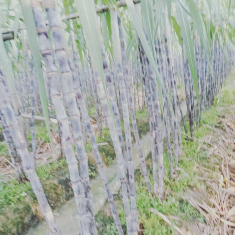 黑皮果庶