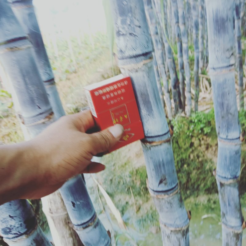 黑皮果庶