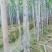 黑皮果庶