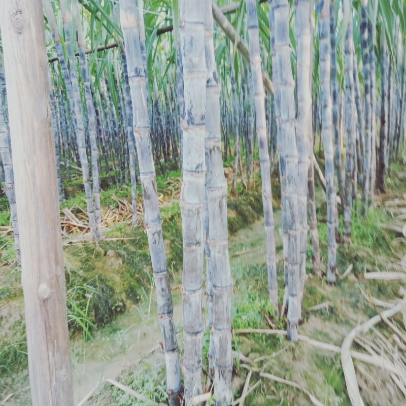 黑皮果庶