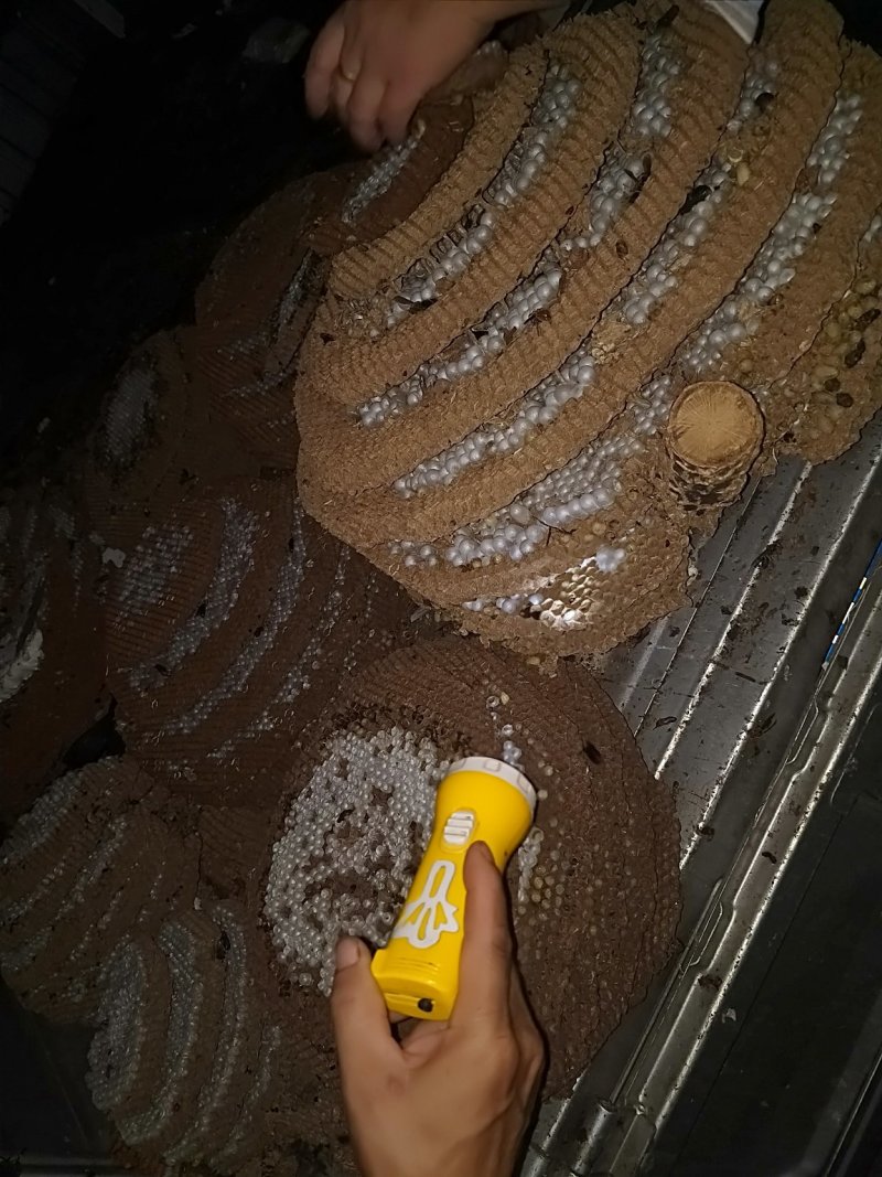蜂蛹树蜂地雷锋黄蜂黑尾带巢活蜂熟冻蜂蛹野生蜂蛹