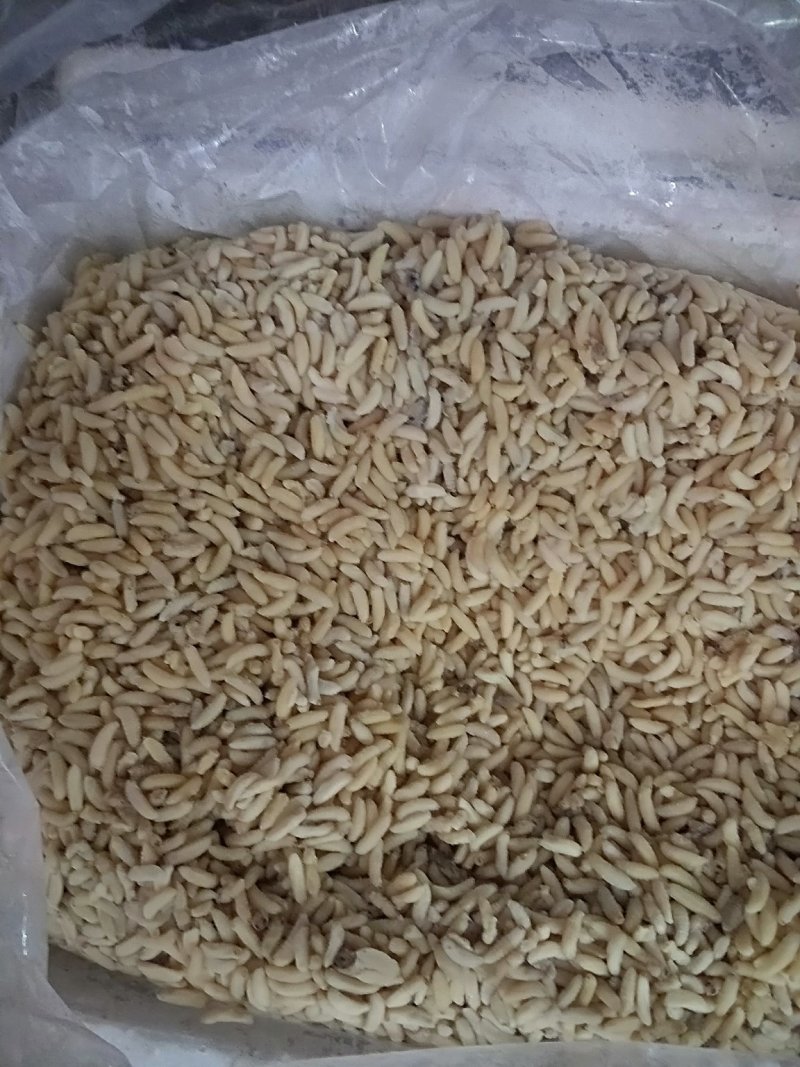 蜂蛹树蜂地雷锋黄蜂黑尾带巢活蜂熟冻蜂蛹野生蜂蛹