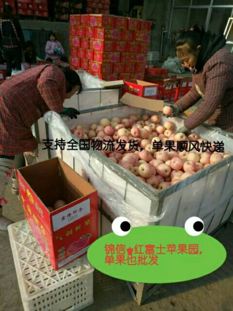 烟台红富士，一箱代发