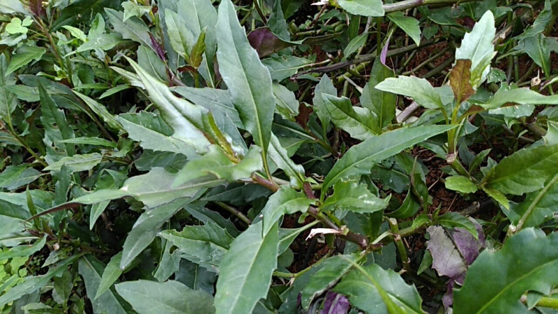 血皮菜紫背天葵观音菜
