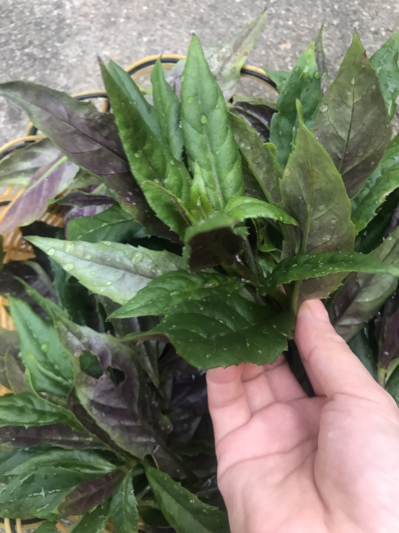 血皮菜紫背天葵观音菜