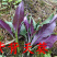血皮菜紫背天葵观音菜