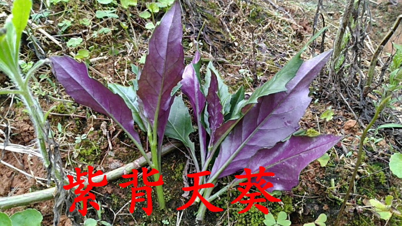 血皮菜紫背天葵观音菜