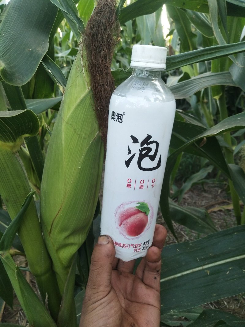 彩糯玉米