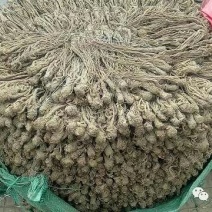 当归片甘肃定西药材种槙户