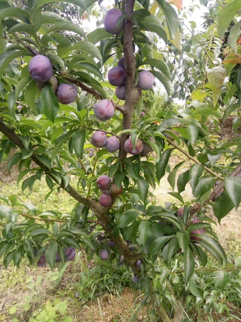 脆红李苗假一赔十品种保证现挖现发，苗圃直销