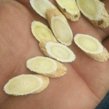 黄芪甘肃定西药材种槙户