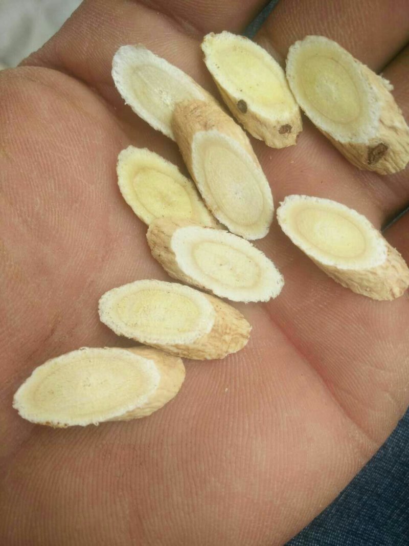 黄芪甘肃定西药材种槙户