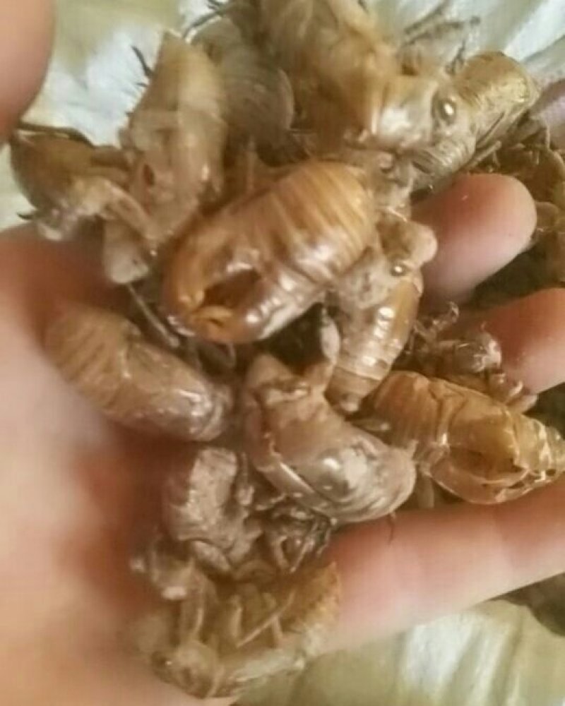 蝉蜕