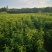 黄油蟠桃7号结穗，36-5，6-6油蟠9号结芽，当天发货