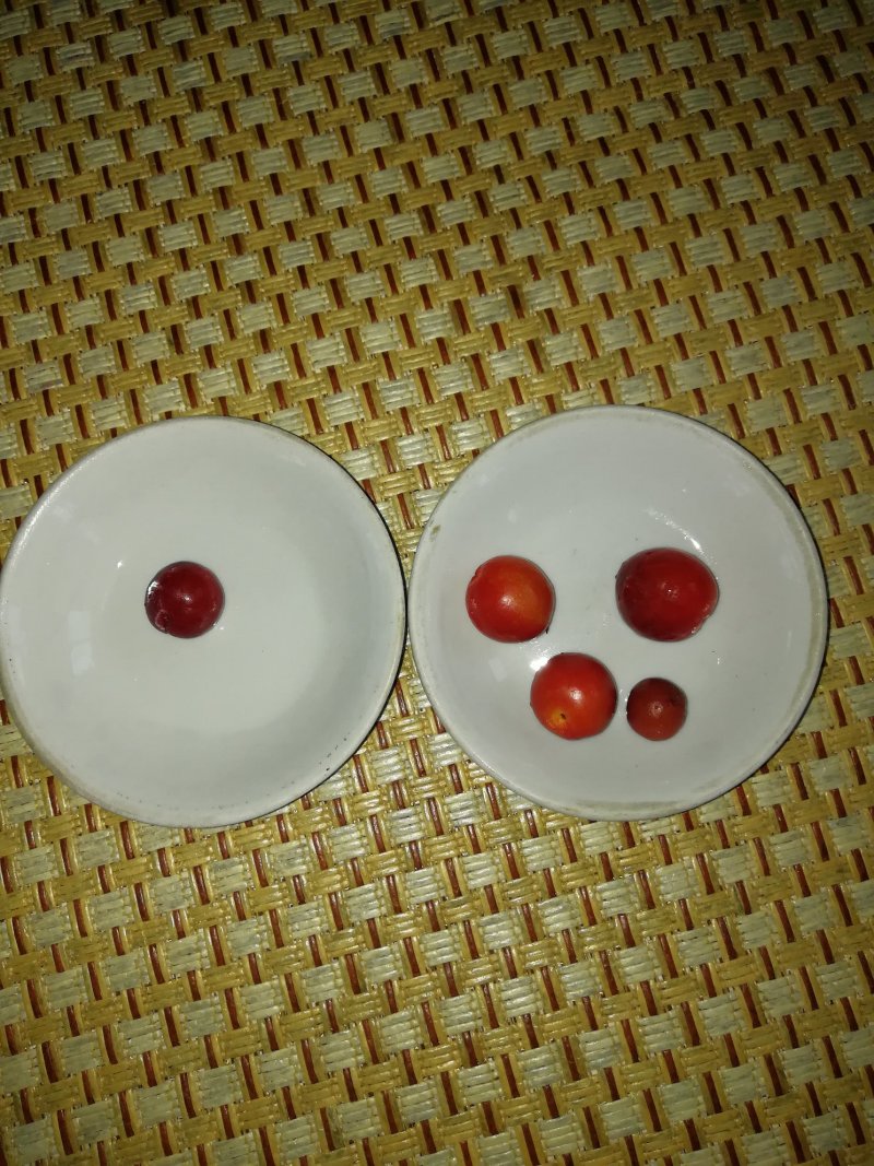 欧李苗，钙果苗，熟化欧李苗，产地批发现挖现卖
