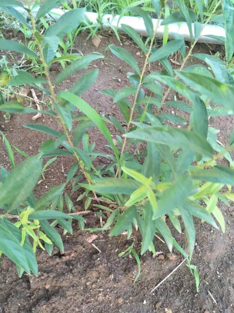 欧李苗，钙果苗，熟化欧李苗，产地批发现挖现卖