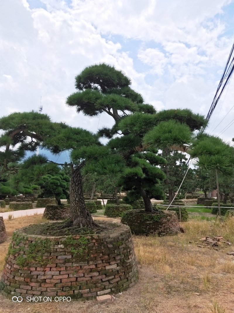 罗汉松黑松福建漳州花卉罗汉松造型基地批发