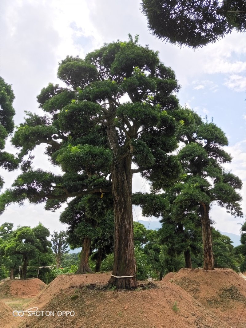 罗汉松黑松福建漳州花卉罗汉松造型基地批发