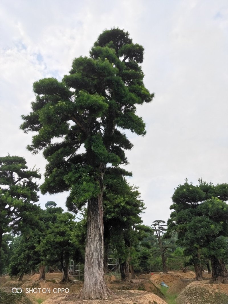 罗汉松黑松福建漳州花卉罗汉松造型基地批发