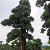 罗汉松黑松福建漳州花卉罗汉松造型基地批发