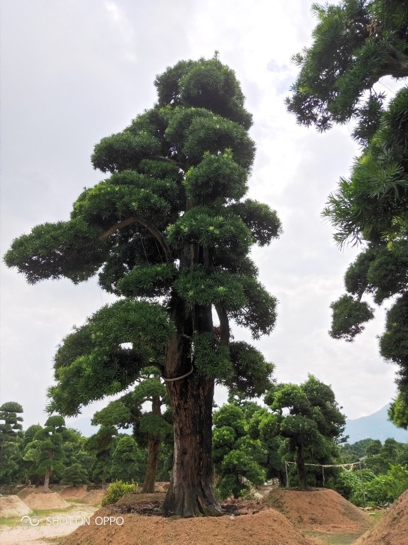 罗汉松黑松福建漳州花卉罗汉松造型基地批发