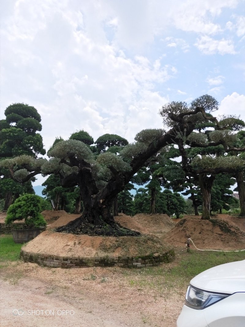 罗汉松黑松福建漳州花卉罗汉松造型基地批发