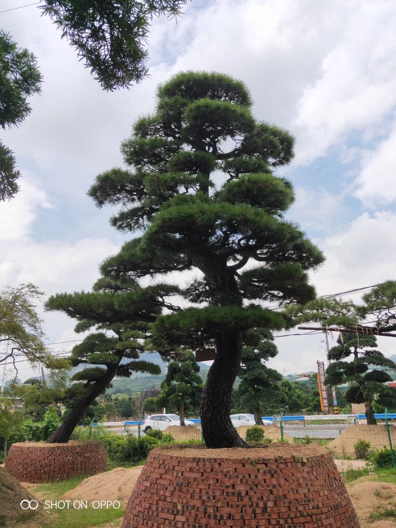 罗汉松黑松福建漳州花卉罗汉松造型基地批发