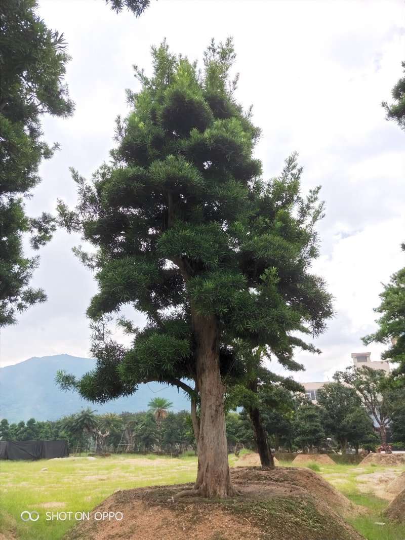 罗汉松黑松福建漳州花卉罗汉松造型基地批发