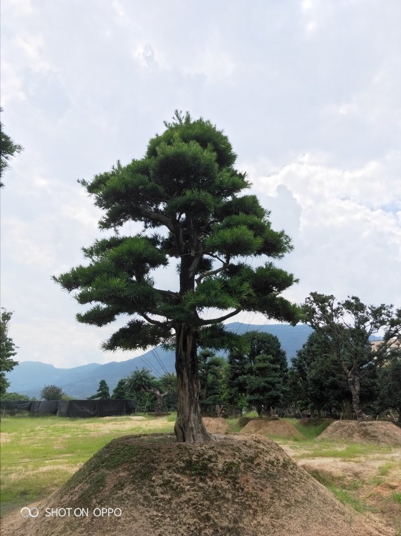 罗汉松黑松福建漳州花卉罗汉松造型基地批发