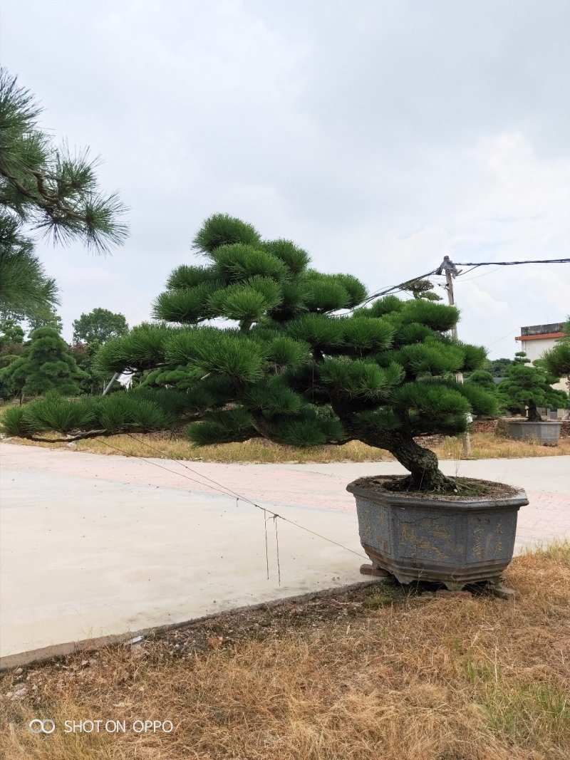 罗汉松黑松福建漳州花卉罗汉松造型基地批发