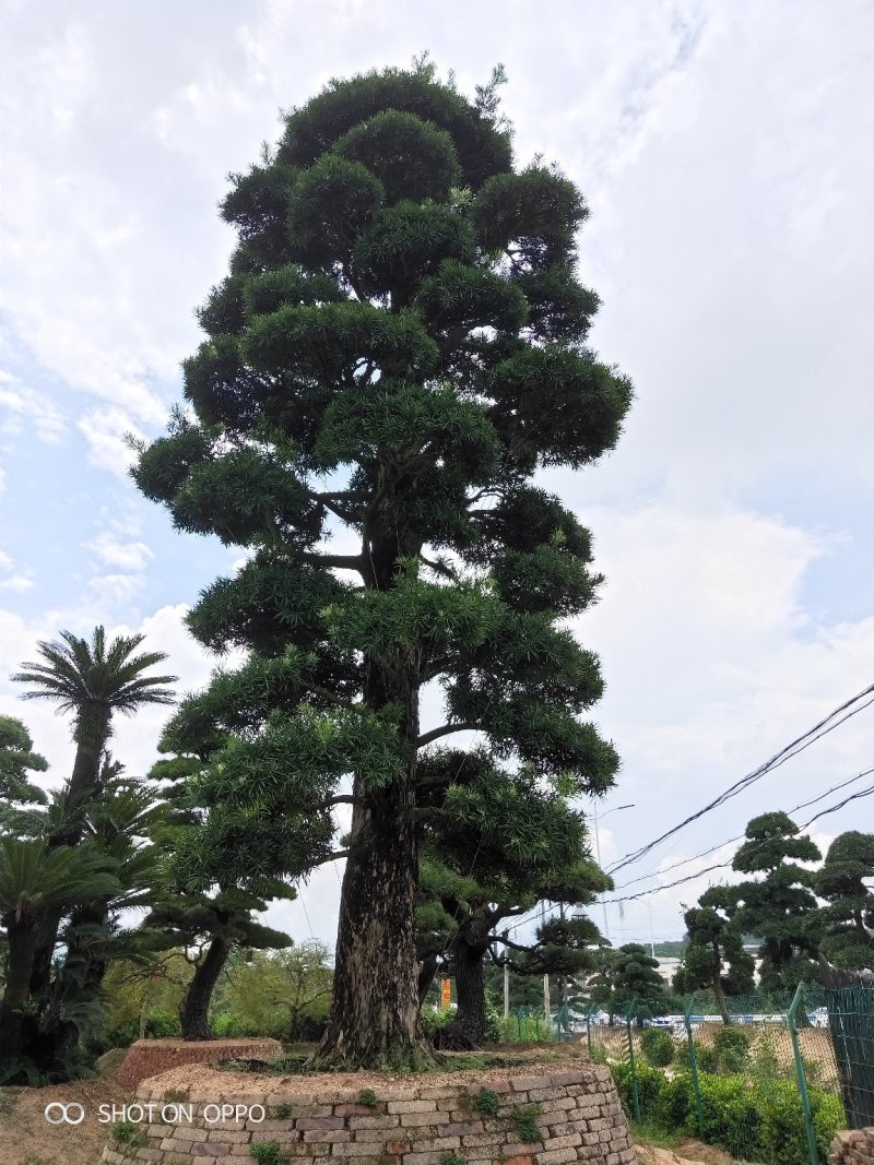 罗汉松黑松福建漳州花卉罗汉松造型基地批发