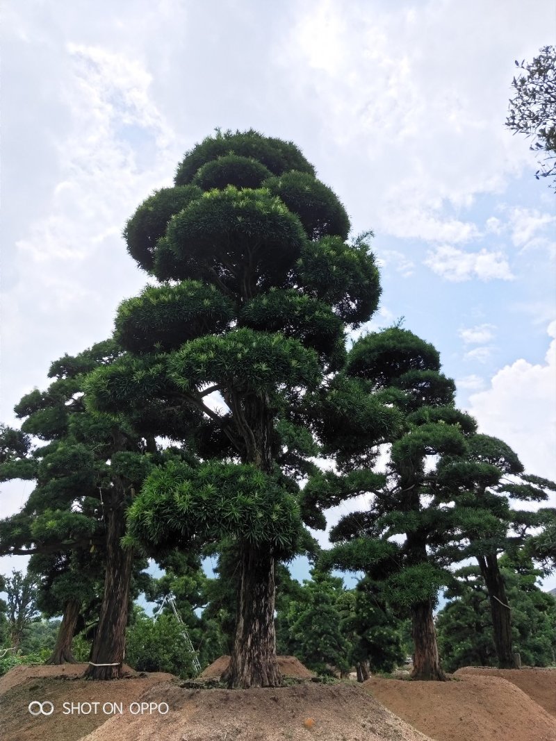 罗汉松黑松福建漳州花卉罗汉松造型基地批发