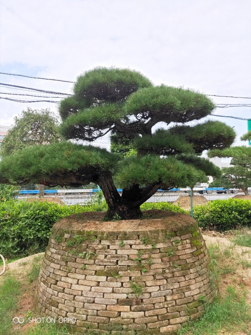 罗汉松黑松福建漳州花卉罗汉松造型基地批发