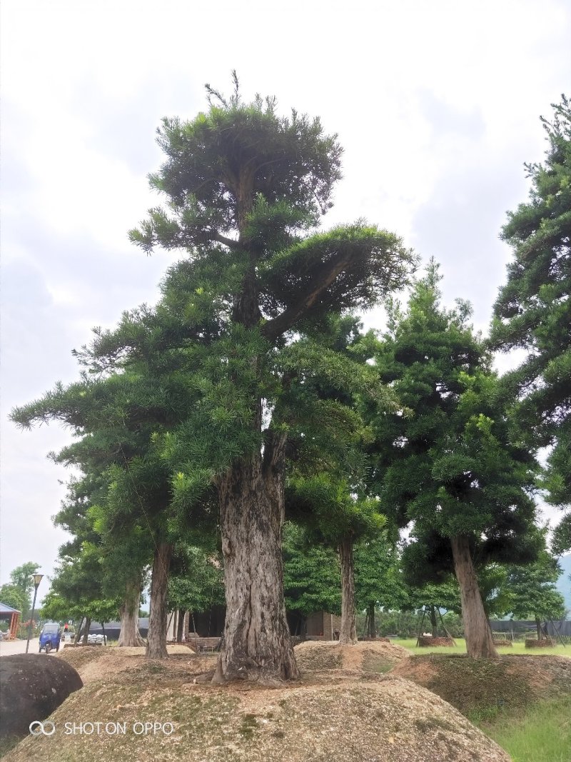 罗汉松黑松福建漳州花卉罗汉松造型基地批发