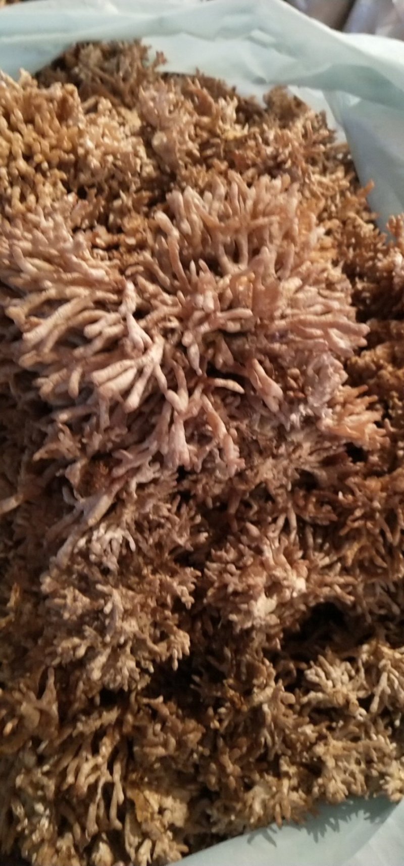 龙爪菇