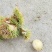 板栗刺球，脆甜可口，大量上市，价格美丽，欢迎搔扰。