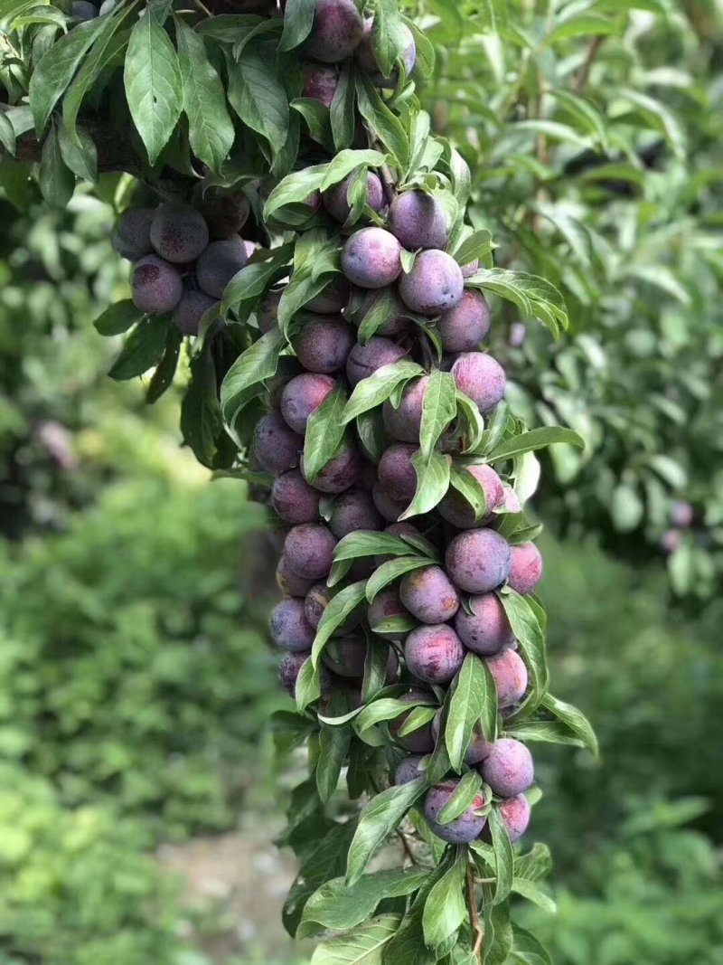 茂县青红脆李大量上市