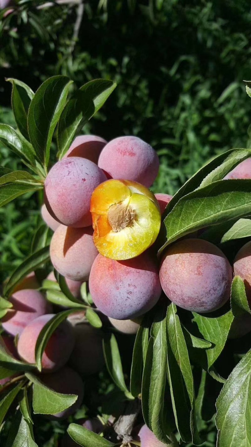 茂县青红脆李大量上市