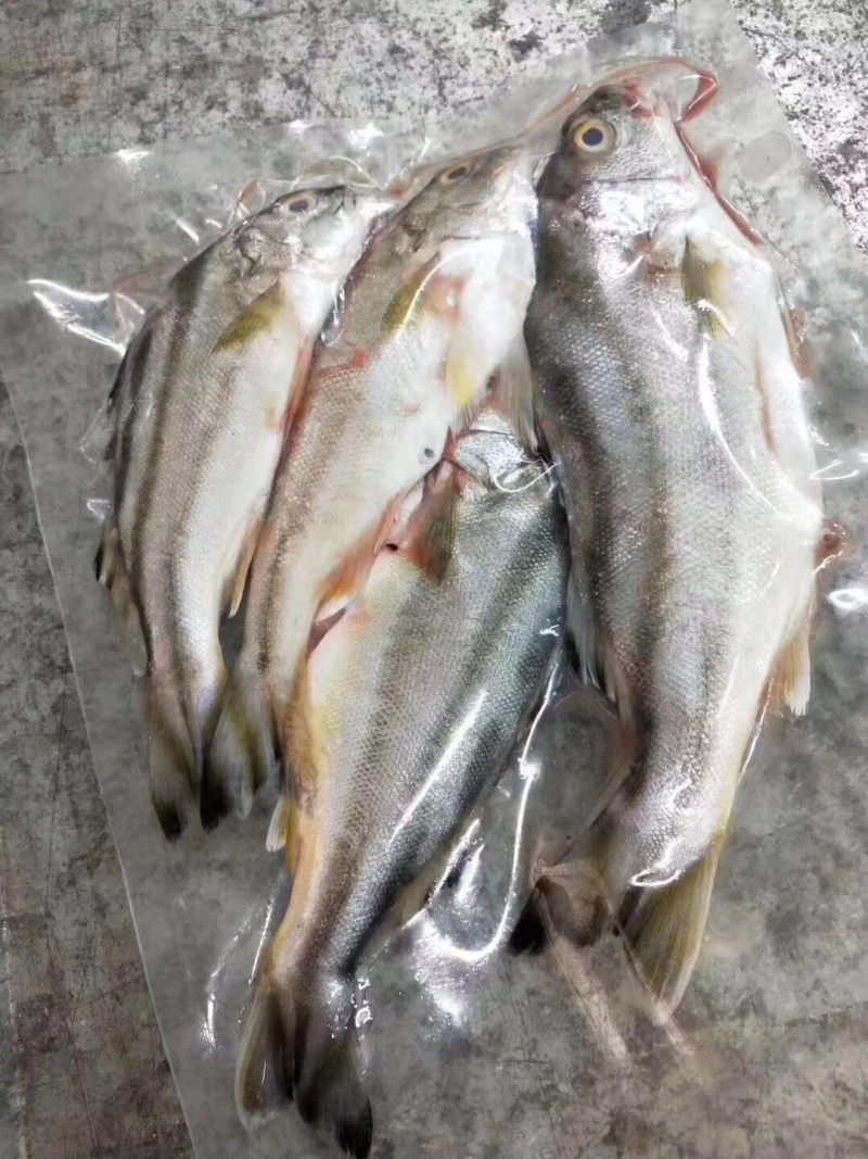 丁公鱼