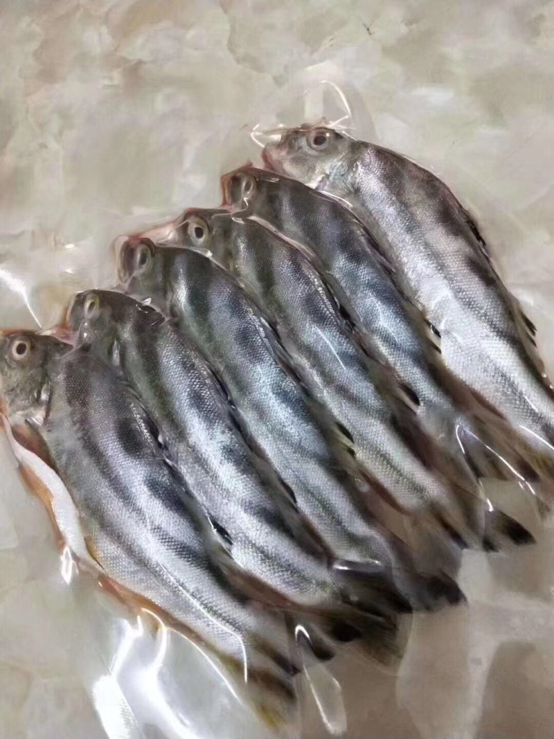 丁公鱼